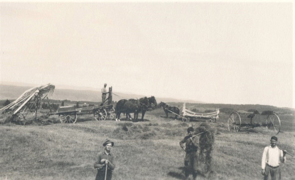 Black and white photo of several men and horses working in a field.