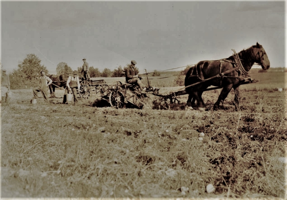 Several men in a field. One man is sitting on a horse-drawn potato harvester.