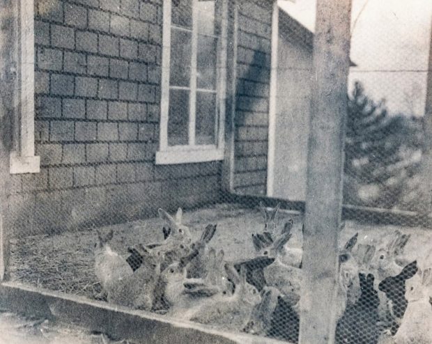 Black and white photo of rabbits in an enclosure.