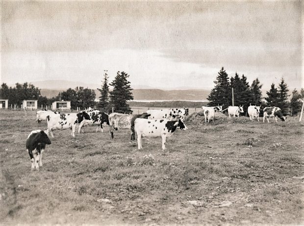 Black and white photo of several cows in a field.