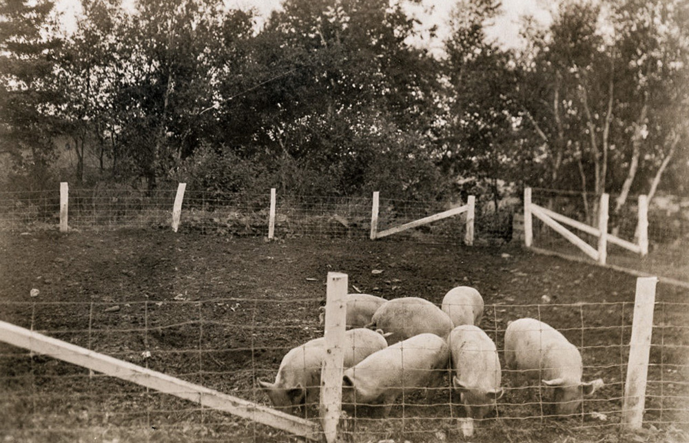 Black and white photo of several pigs in an enclosure