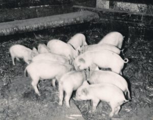 Black and white photo of several piglets in an enclosure.