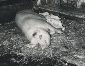 A sow feeding her young.