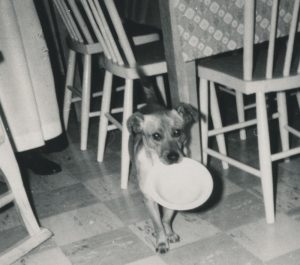 Black and white photo of a small dog in a kitchen holding a white plate in its mouth.