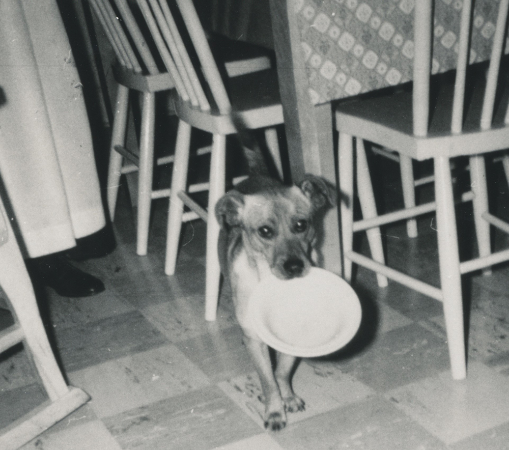 Photo en noir et blanc d’un petit chien dans une cuisine avec une assiette blanche dans la gueule.