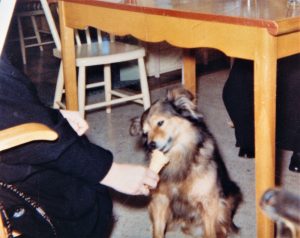 Colour photo of a brown dog eating ice cream from its mistress’s hands.