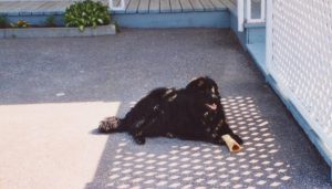 A big black dog with a bone, laying down in the shadow.