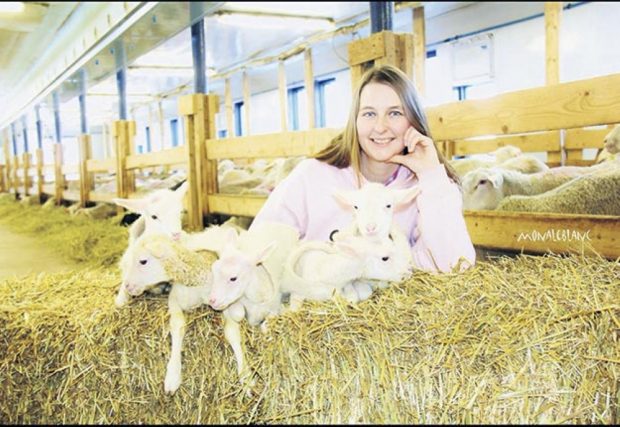 Young woman with ewes in a barn.