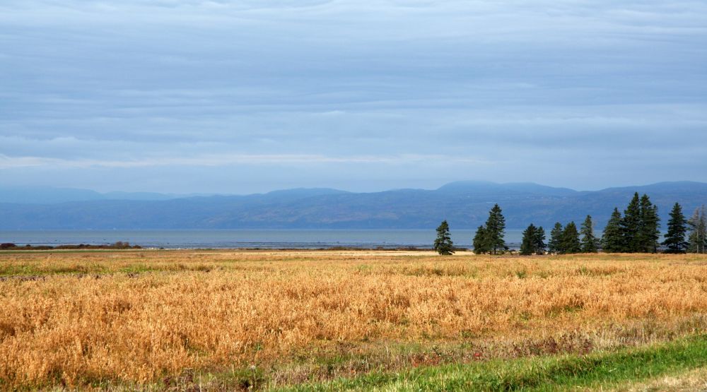 Countryside landscape in autumn; golden fields, fir and spruce grove, river and mountains under a slightly shaded sky.