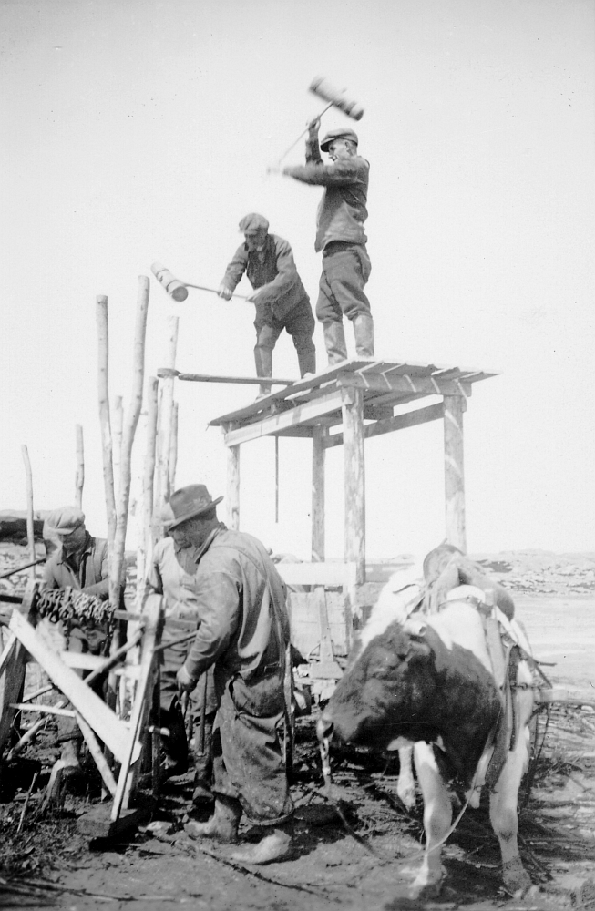 On the shore of the river, two men standing on wooden scaffolding drawn by an ox drive stakes into the ground with a sledge hammer. Three other men prepare chains in the foreground.