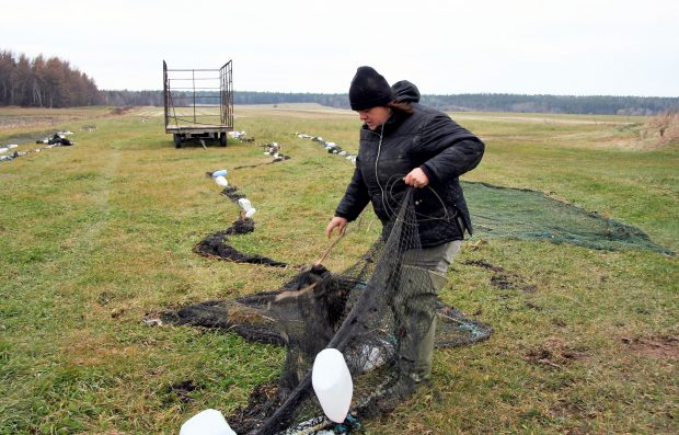 A women unrolls a fishing net in a field. Other nets are spread out on the ground. An empty hay trailer can be seen in the middle of the photograph and a forest in the background.