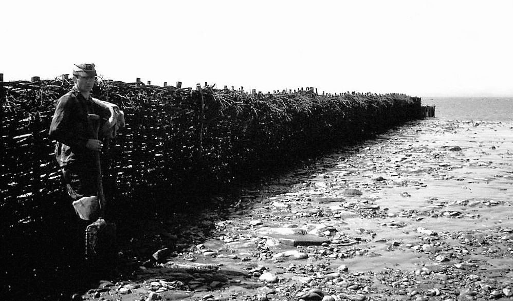 A young man dressed in work clothes stands in the foreground with his back to a long brush weir (i.e. a barrier made of small woven branches) measuring 1.80 m high. He is holding a shovel in his left hand and is facing the photographer. Black and white photograph.