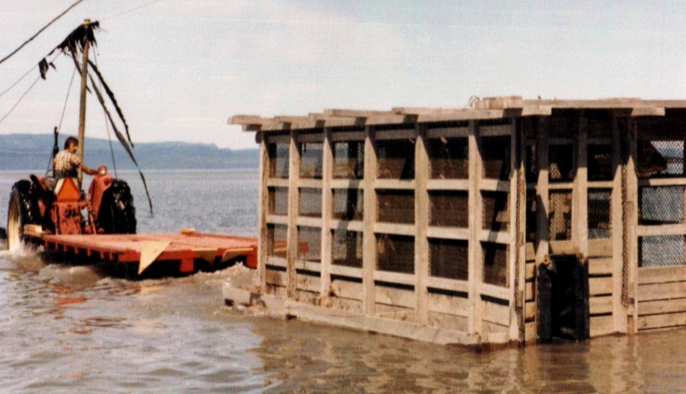 A huge rectangular trap with a wooden frame and covered with wire mesh is towed along the shore of the river on a tractor-drawn trailer.