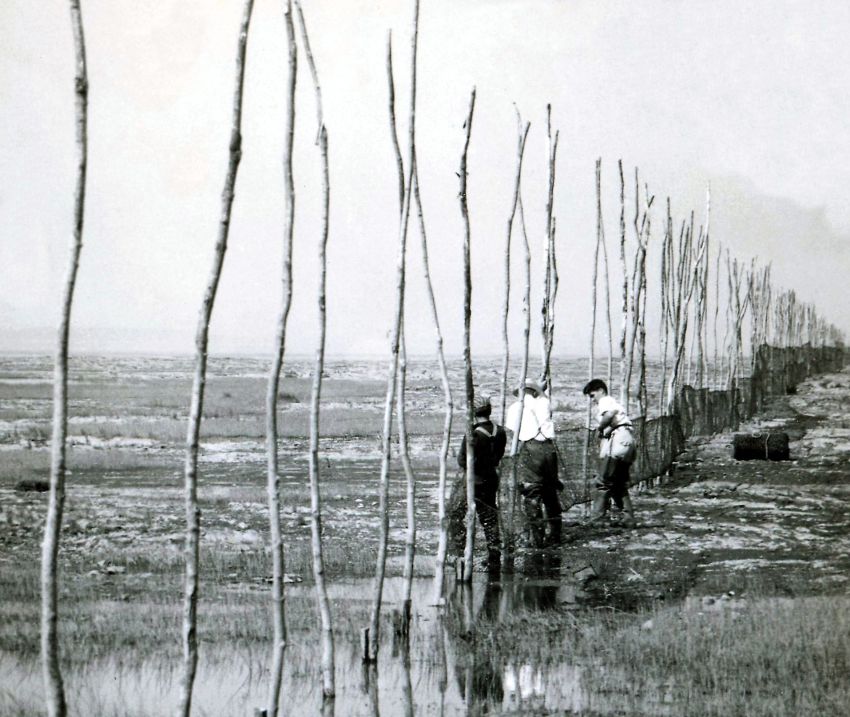 Three men attach fishing nets to the bottom part of a row of long poles on the shore of the river. Black and white photograph.