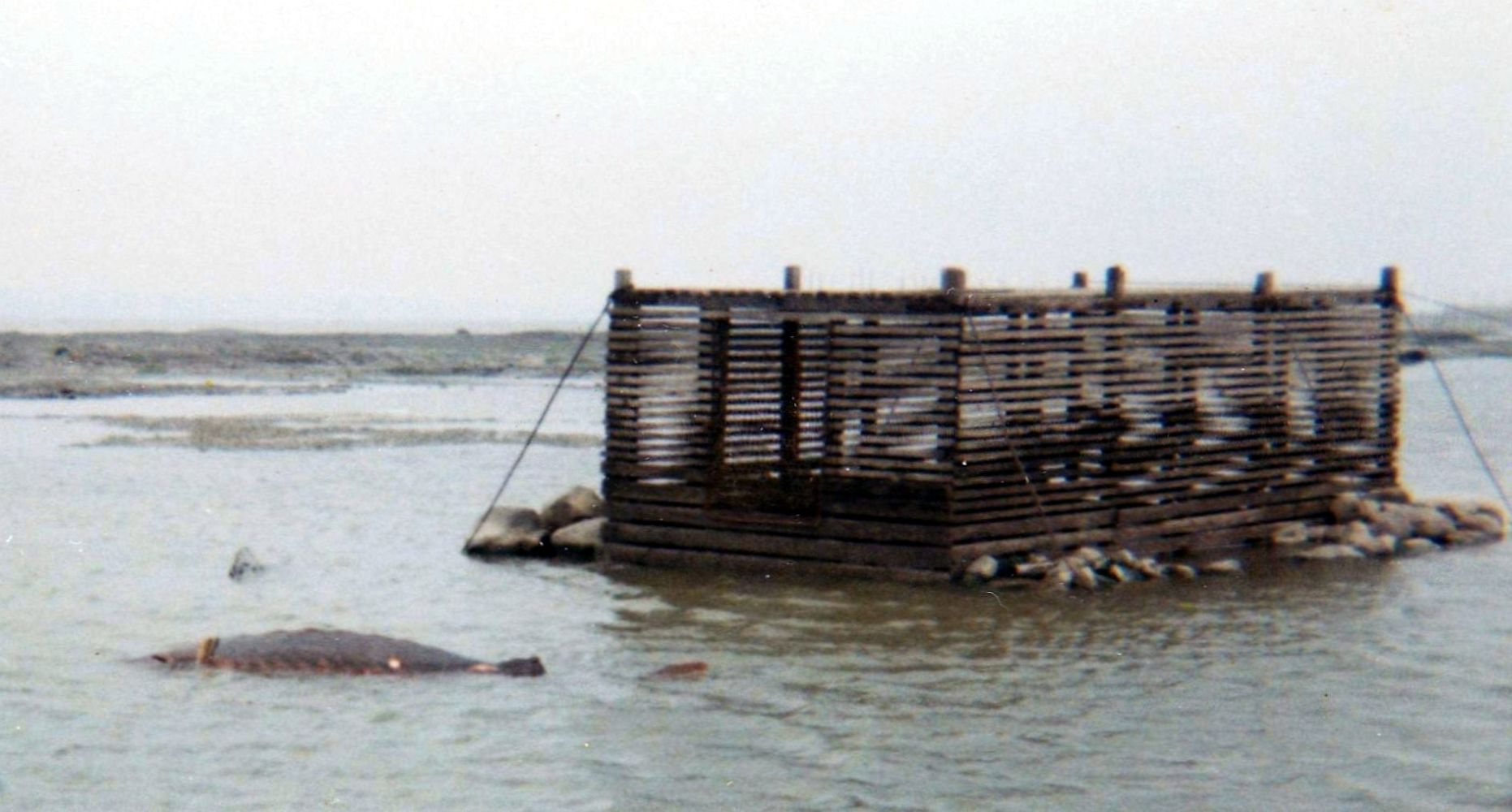 Wooden trap made of narrow horizontal planks. It measures 2.4 m wide by 4.8 m long and 1.8 m high. It is anchored to the sea floor by cables and reinforced by large stones at the base.