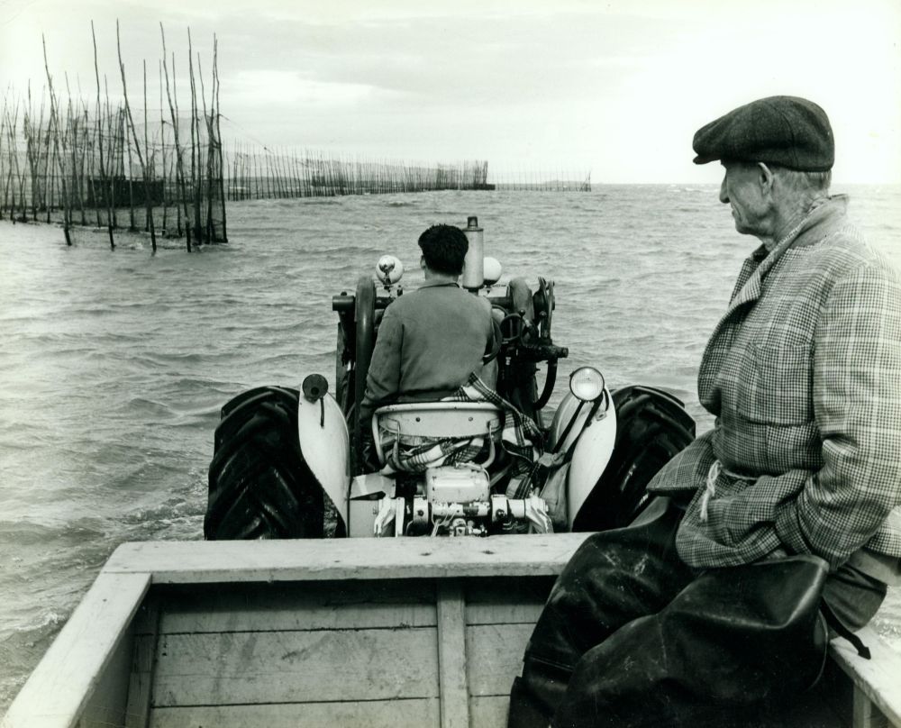 A man drives a tractor into the river as he heads toward an eel weir. The water is quite deep. Another, somewhat older man is a sitting in the tractor’s trailer. He is wearing fishing boots and a checkered jacket that is held closed by a piece of rope that acts as a belt. Black and white photograph.