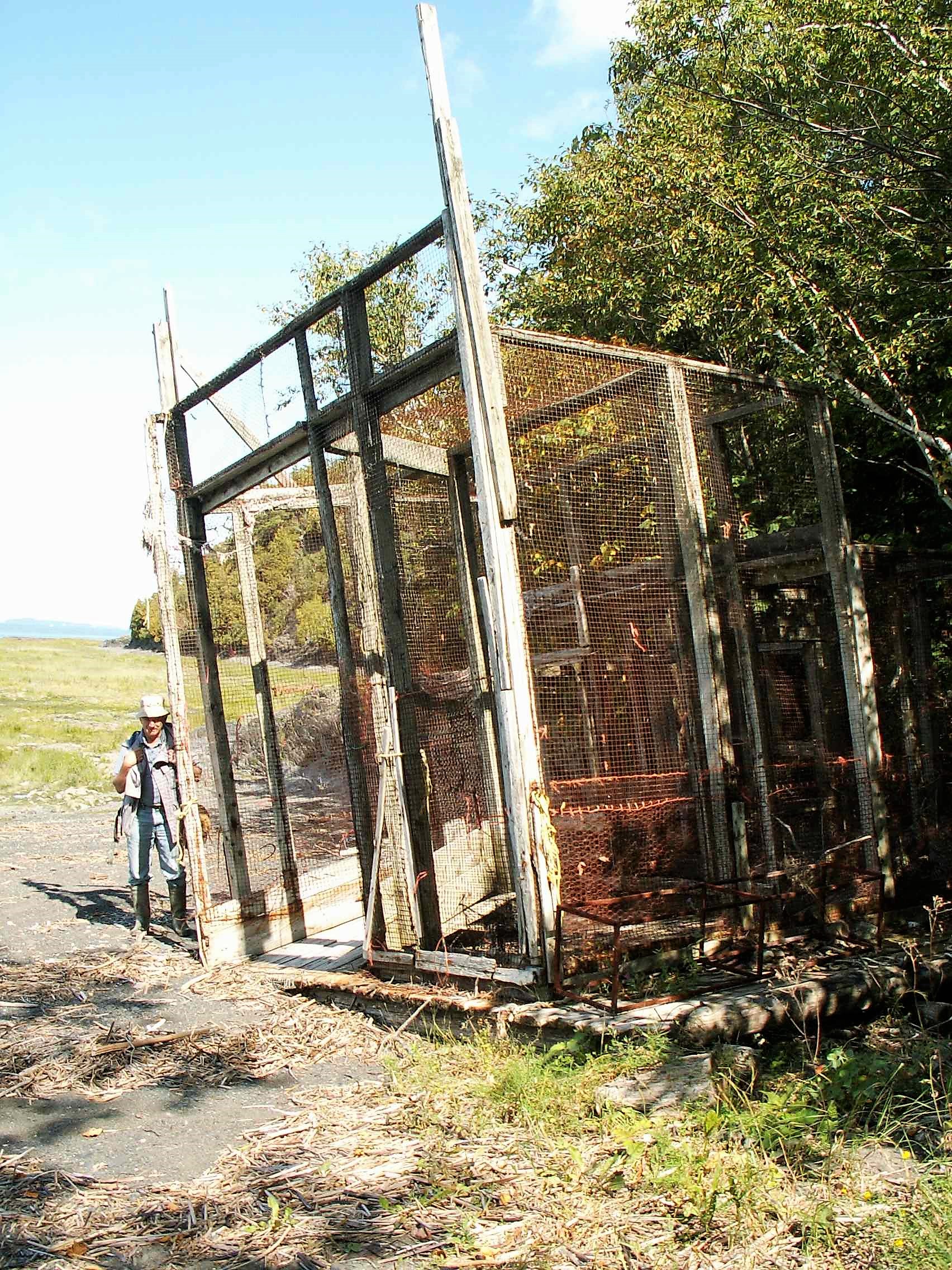 Trap made of wire mesh and wood plank framing. It measures about 6 m by 5 m and is beached in a cove bordered with trees. A man is standing on the left-hand side of the photograph. It’s summertime.