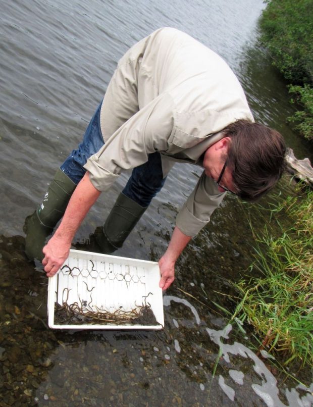 A man holds a white plastic tray, one quarter of which is filled with elvers. He is standing with his feet in the water on the shore of a lake. He tips the tray in order to release the juvenile eels into the lake.