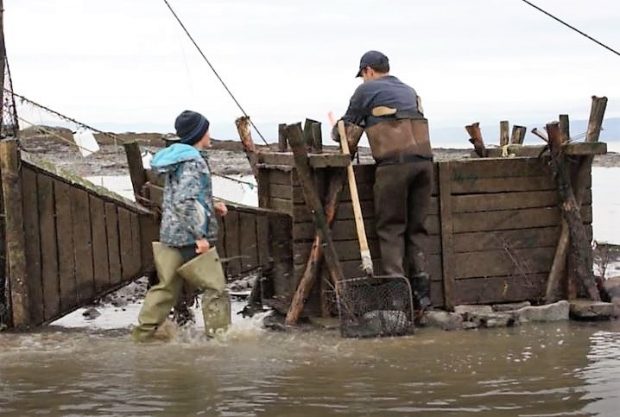 A man dressed in boot-foot waders and a child wearing fishing boots. The man is about to open a wooden box that is used to hold eels captive in a weir. The child is walking towards the man.