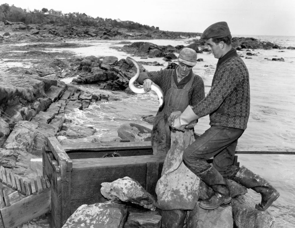 A man stands in the wooden collecting box of an eel weir in a cove. He is holding an eel in one hand and opening a jute bag with the other. A young man standing on the rocks next to the collecting box holds the bag as well. Black and white photograph.