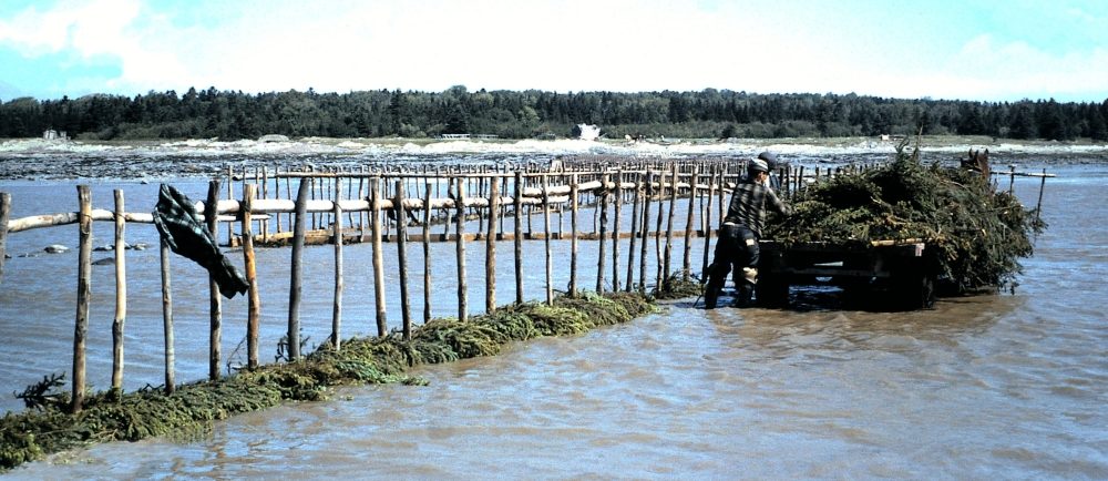 A horse-drawn trailer full of fir boughs is stopped next to a row of stakes extending into the water. The shore can be seen in the distance. Two men standing in the water are removing the boughs from the trailer.