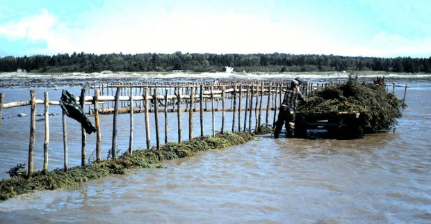 A horse-drawn trailer full of fir boughs is stopped next to a row of stakes extending into the water. The shore can be seen in the distance. Two men standing in the water are removing the boughs from the trailer.