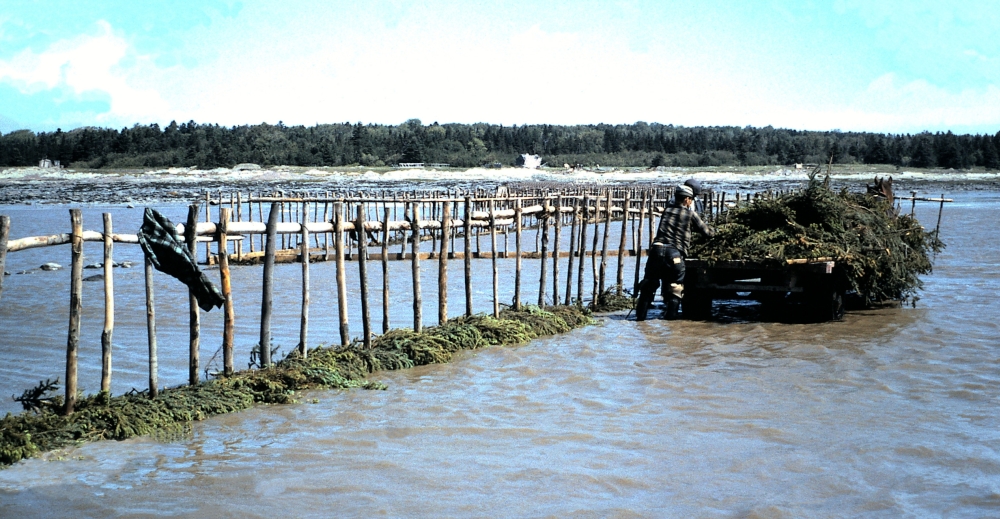 A horse-drawn trailer full of fir boughs is stopped next to a row of stakes extending into the water. The shore can be seen in the distance. Two men standing in the water are removing the boughs from the trailer.