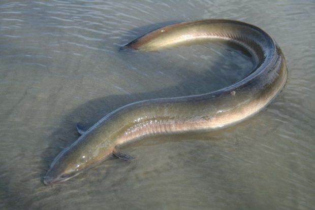 A silver eel lying in a semi-circular position on grey sand covered by a thin layer of water.