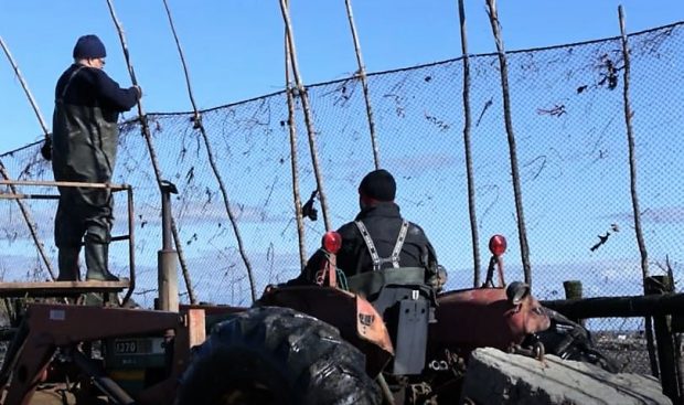 A man drives a tractor beside an eel fishing net while another man, standing in the tractor’s bucket, attaches the top of the net to a wooden pole.