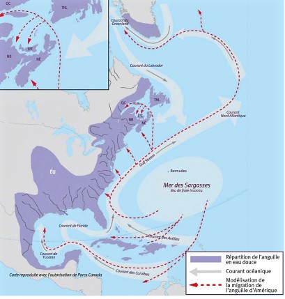 Nautical map of the east coast of the United States and part of Mexico, showing the route followed by eels as they make their way from the Sargasso Sea to the St. Lawrence River and then return to the Sargasso at the end of their life to reproduce. The Sargasso Sea is located in the Atlantic Ocean off the states of Virginia and North and South Carolina.