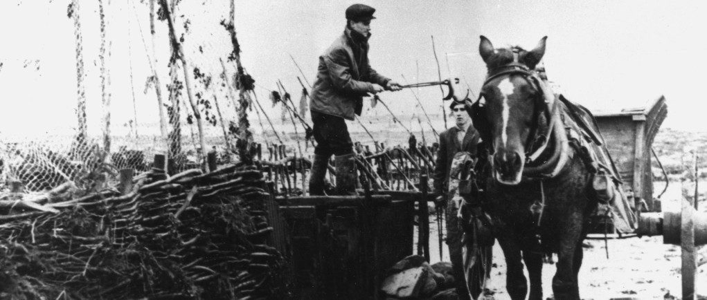 A man standing in a large wooden collecting box beside an eel weir holds an eel above a horse-drawn trailer, using long-handled tongs. Black and white photograph.