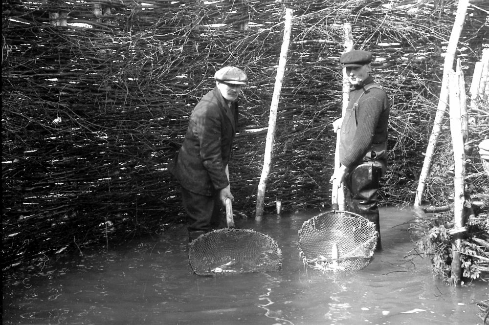 Two men stand in ankle-deep water in front of a tall barrier made of branches. Each one is holding a large net containing an eel. Black and white photograph.