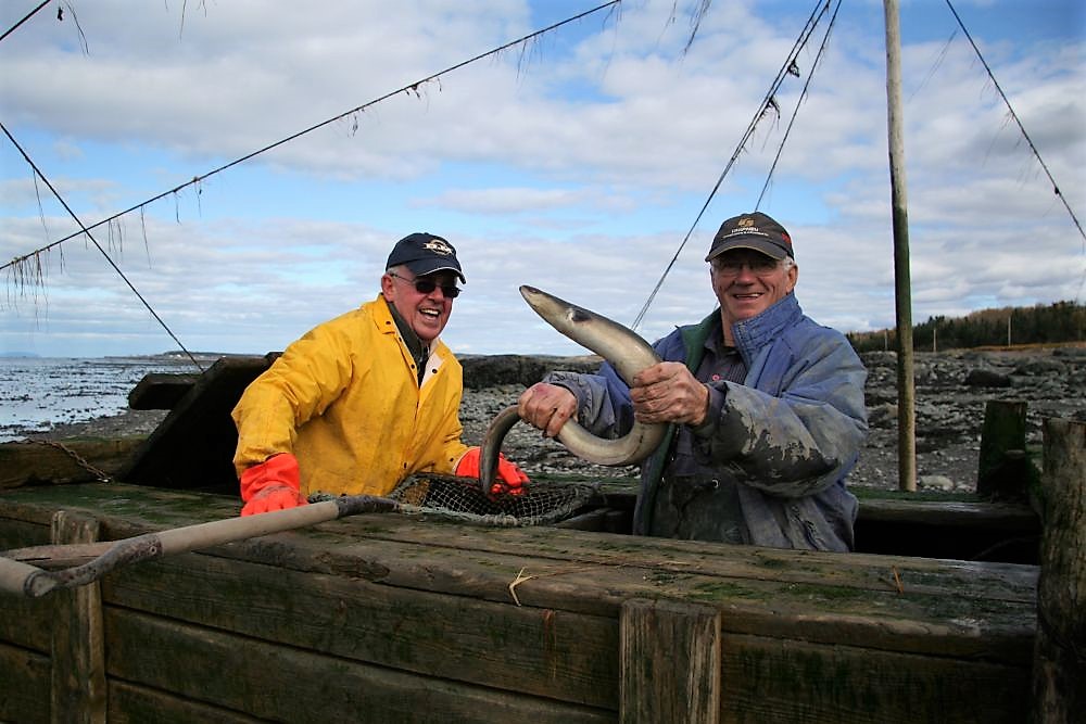 Two men stand in a large wooden box used to hold eels captive in the weir. One of them is holding an eel with his bare hands, while the other man watches. Both of them are laughing.