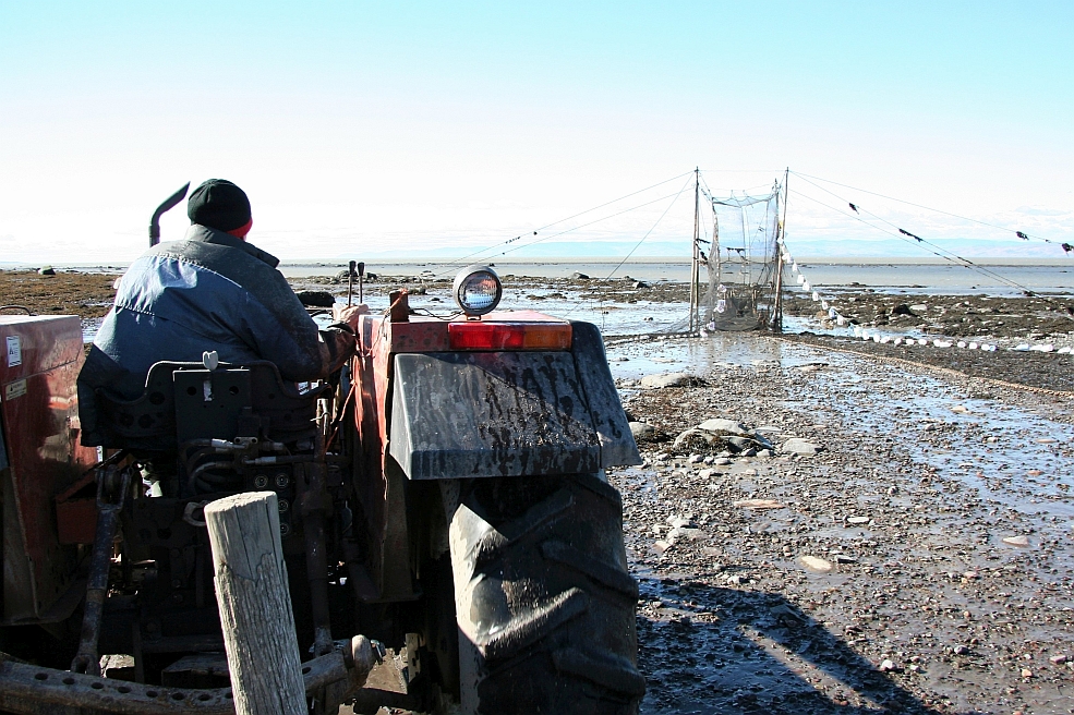 A man, viewed from the back, drives his tractor toward an eel weir. The river can be seen in the background, at low tide.