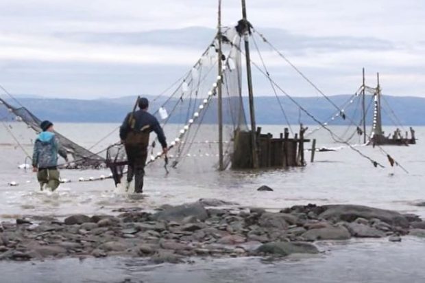 A fisher and a young boy head toward large wooden collecting boxes in an eel weir. They are wearing boot-foot waders and have water up to their knees.