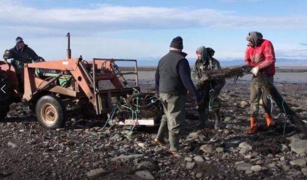 Three men on the shore put a fishing net in the bucket of a tractor driven by a fourth man.