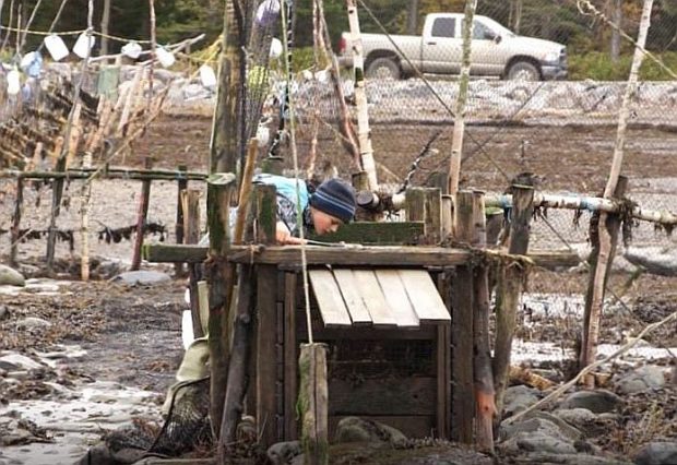 A young boy dressed in fishing clothes bends over a large wooden collecting box. He is looking inside it to see if any eels are caught in the box.