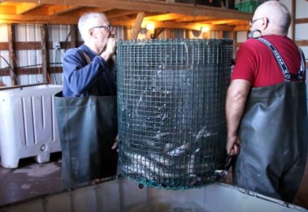 Two men standing opposite one another hold a large round mesh basket containing eels over a tank filled with water.