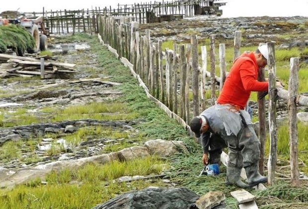 A long row of stakes planted in rocky ground with patches of grass. Two men are placing fir boughs at the base of the row of stakes.