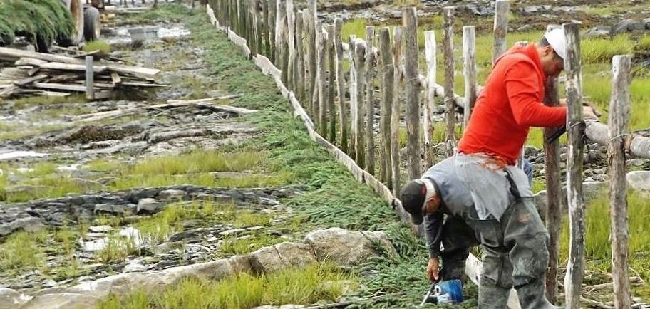 A long row of stakes planted in rocky ground with patches of grass. Two men are placing fir boughs at the base of the row of stakes.