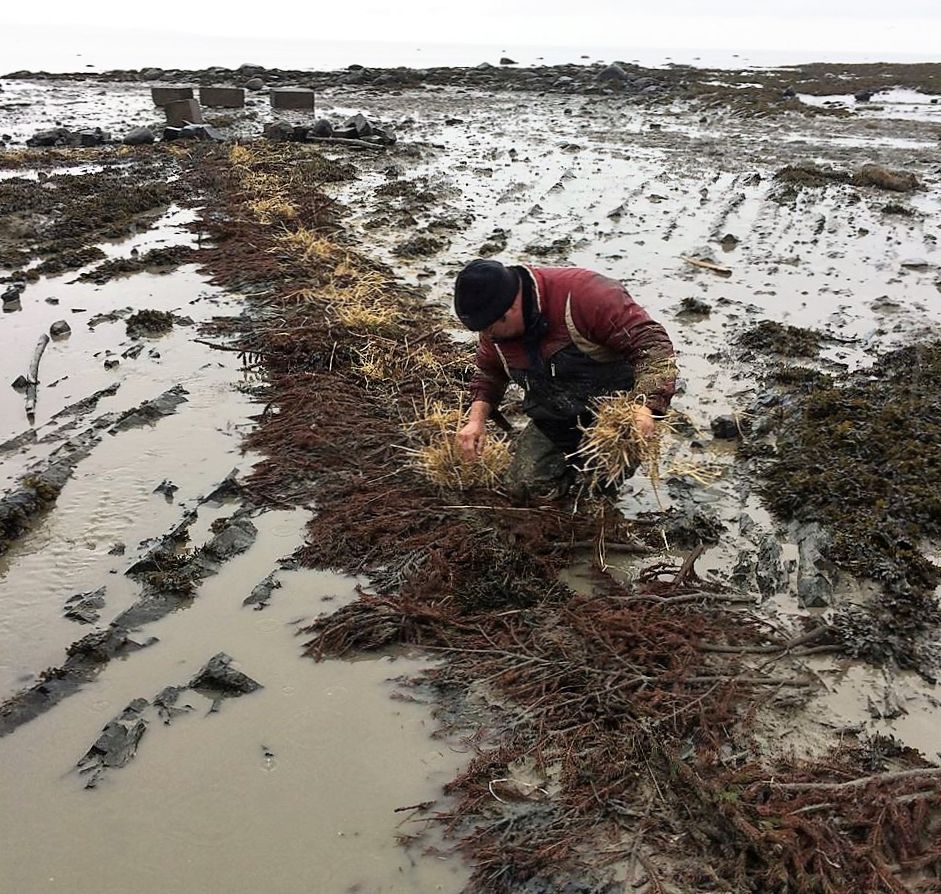 A man crouched on the shore stuffs hay in the holes dug for the stakes and poles of an eel weir, after it has been dismantled.