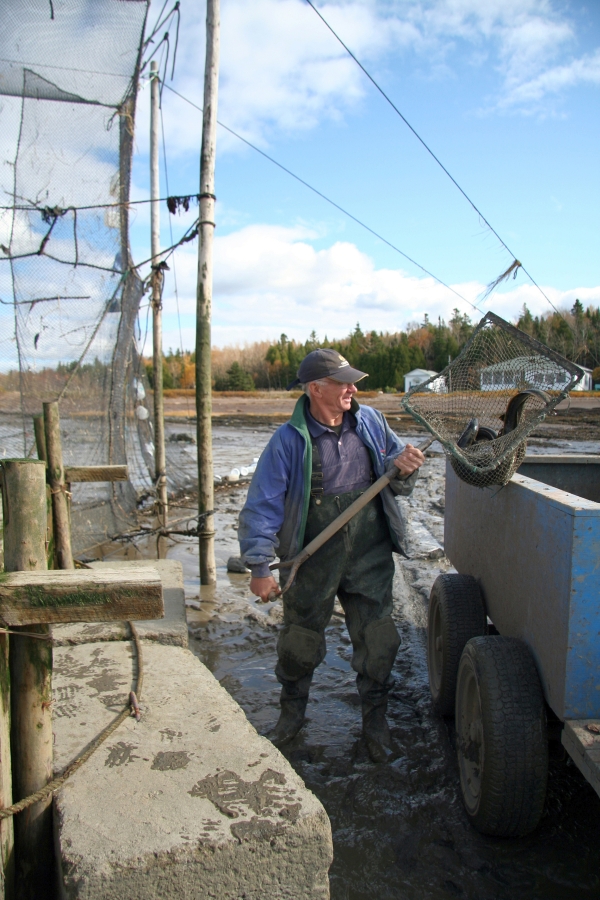 A man, standing between a trailer and an eel weir, holds a net mounted on a wooden frame with a long handle. Two or three eels are in the net, which is called a saillebarde.