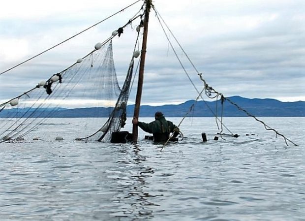 A man, up to his waist in water and with his back to the photographer, holds onto a post to which a fishing net is attached.