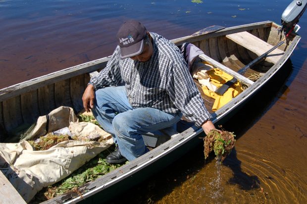 Colour photo, a man sitting in a boat, soaking a piece of moss in the water. A white tarp on the floor of the boat serves as a preservation bag. The moss will help keep the fish fresh.