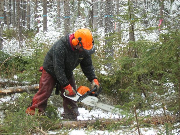 Colour photo, a man holding a saw, chopping a tree in order to make firewood.