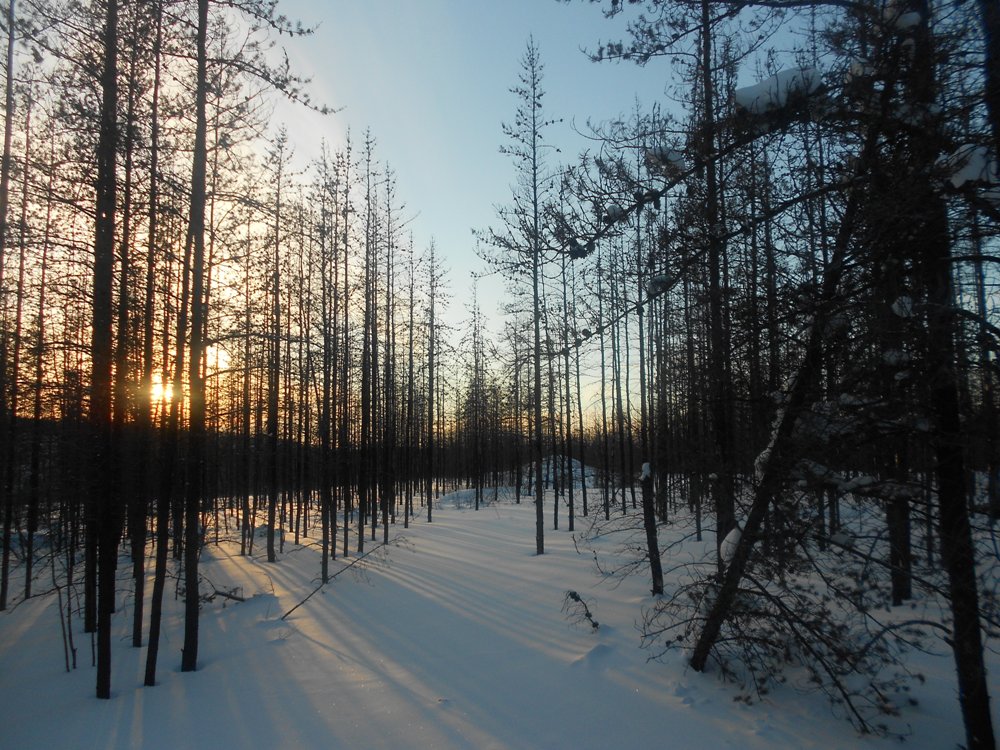 Sun sets behind bare trees in winter