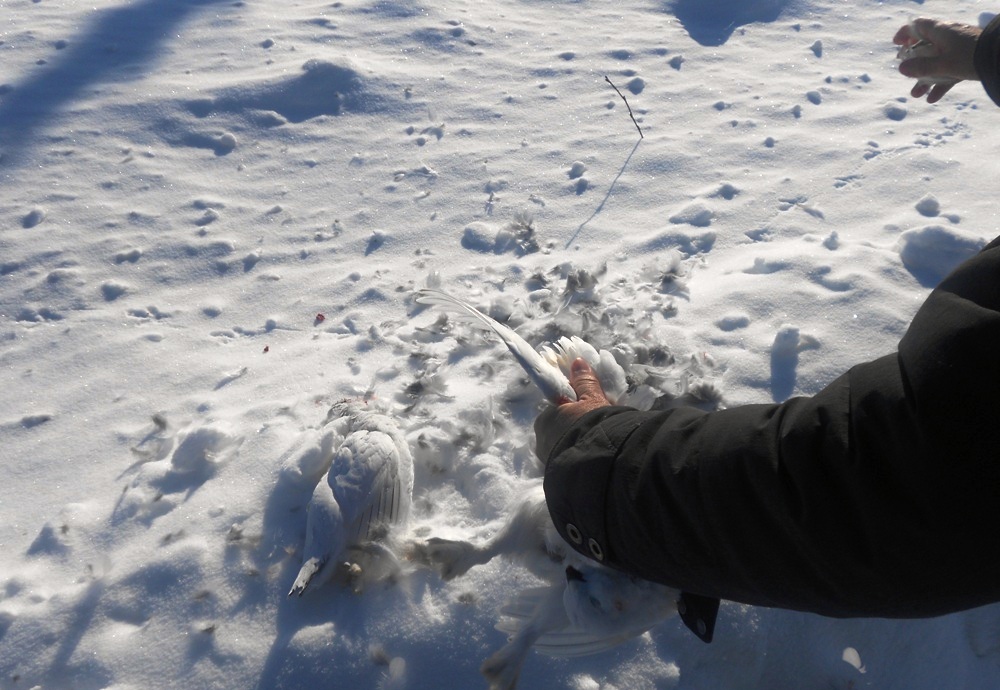 Hands plucking white bird feathers on a snow bank