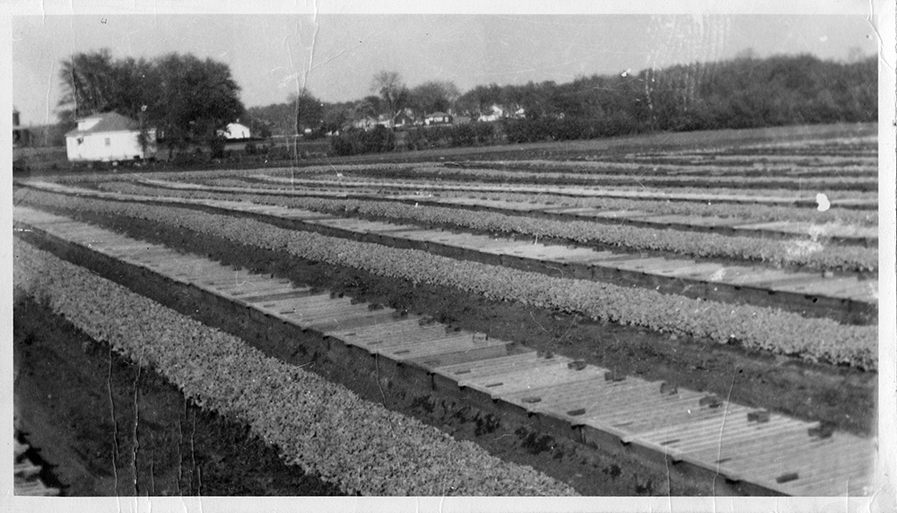 Black and white photograph of a farm field in which cold frames have been installed.