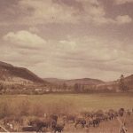 On the range at the Guichon ranch