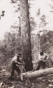 Deux hommes abattent des arbres dans une forêt. Les hommes utilisent une grande scie avec deux poignées. Les hommes sont à chaque côté de l’arbre, et chacun tient une poignée de la scie. Il y a une bûche sur le plancher qui a déjà été coupée. 